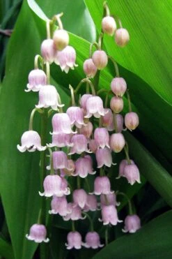 Pink Lily Of The Valley (Convallaria Majalis 'Rosea') - 1 Gallon Pot -Garden Outdoor Plant Store convallaria majalis rosea pink lily of the valley 1
