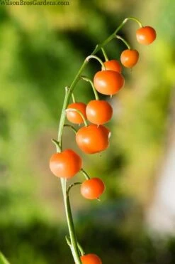 Pink Lily Of The Valley (Convallaria Majalis 'Rosea') - 1 Gallon Pot -Garden Outdoor Plant Store convallaria majalis rosea pink lily of the valley 5