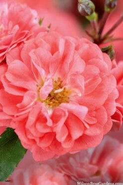 Coral Drift Groundcover Rose - 3 Gallon Pot 11 Coral Drift Groundcover Rose - 3 Gallon Pot -Garden Outdoor Plant Store coral drift rose 101