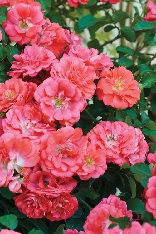 Coral Drift Groundcover Rose - 3 Gallon Pot 8 Coral Drift Groundcover Rose - 3 Gallon Pot - Image 6