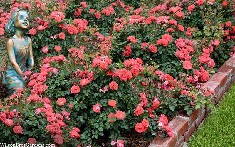 Coral Drift Groundcover Rose - 3 Gallon Pot 7 Coral Drift Groundcover Rose - 3 Gallon Pot - Image 5