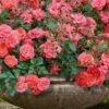 Coral Drift Groundcover Rose - 3 Gallon Pot -Garden Outdoor Plant Store coral drift rose 105