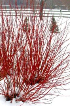 Ivory Halo Tatarian Dogwood (Cornus Alba) - 1 Gallon Pot -Garden Outdoor Plant Store cornus alba ivory halo tatarian dogwood 11