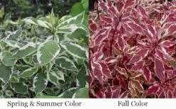 Ivory Halo Tatarian Dogwood (Cornus Alba) - 1 Gallon Pot -Garden Outdoor Plant Store cornus alba ivory halo tatarian dogwood 12