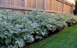 Ivory Halo Tatarian Dogwood (Cornus Alba) - 1 Gallon Pot -Garden Outdoor Plant Store cornus alba ivory halo tatarian dogwood 4