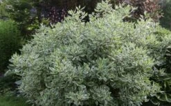 Ivory Halo Tatarian Dogwood (Cornus Alba) - 1 Gallon Pot -Garden Outdoor Plant Store cornus alba ivory halo tatarian dogwood 5