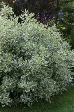 Ivory Halo Tatarian Dogwood (Cornus Alba) - 1 Gallon Pot -Garden Outdoor Plant Store cornus alba ivory halo tatarian dogwood 6