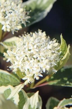 Ivory Halo Tatarian Dogwood (Cornus Alba) - 1 Gallon Pot -Garden Outdoor Plant Store cornus alba ivory halo tatarian dogwood 7