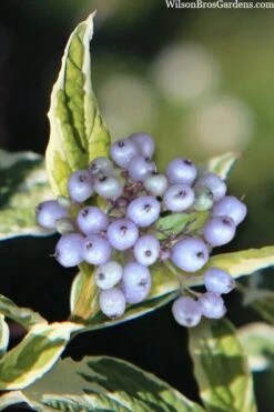 Ivory Halo Tatarian Dogwood (Cornus Alba) - 1 Gallon Pot -Garden Outdoor Plant Store cornus alba ivory halo tatarian dogwood 8