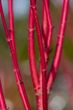 Ivory Halo Tatarian Dogwood (Cornus Alba) - 1 Gallon Pot -Garden Outdoor Plant Store cornus alba ivory halo tatarian dogwood 9