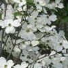 Jean's Appalachian Snow White Dogwood Tree - 7 Gallon Pot (4-5') -Garden Outdoor Plant Store cornus florida jeans appalachian snow white dogwood 3