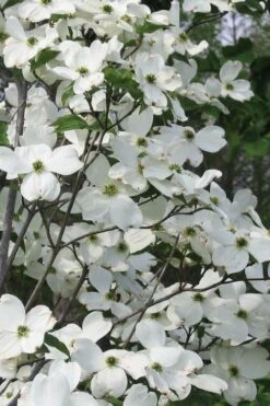 Jean's Appalachian Snow White Dogwood Tree - 7 Gallon Pot (4-5')