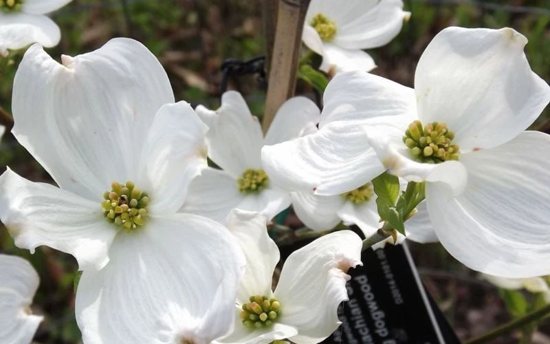 Jean's Appalachian Snow White Dogwood Tree - 7 Gallon Pot (4-5') 8 Jean's Appalachian Snow White Dogwood Tree - 7 Gallon Pot (4-5') - Image 7
