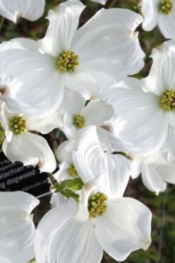 Jean's Appalachian Snow White Dogwood Tree - 7 Gallon Pot (5-6') -Garden Outdoor Plant Store cornus florida jeans appalachian snow white dogwood 5 2