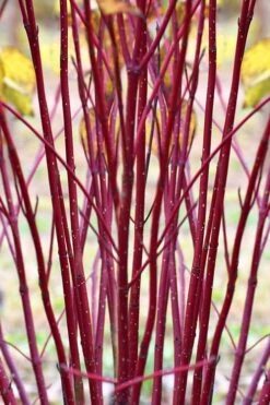 Red Osier Red Twig Dogwood (Cornus Sericea) - 1 Gallon Pot 13 Red Osier Red Twig Dogwood (Cornus Sericea) - 1 Gallon Pot -Garden Outdoor Plant Store cornus sericera red osier dogwood 1 1