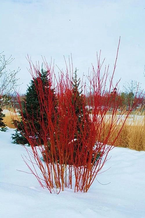 Red Osier Red Twig Dogwood (Cornus Sericea) - 1 Gallon Pot 6 Red Osier Red Twig Dogwood (Cornus Sericea) - 1 Gallon Pot - Image 4