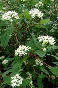 Red Osier Red Twig Dogwood (Cornus Sericea) - 1 Gallon Pot 14 Red Osier Red Twig Dogwood (Cornus Sericea) - 1 Gallon Pot -Garden Outdoor Plant Store cornus sericera red osier dogwood 5 1