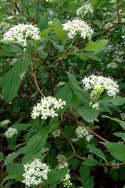 Red Osier Red Twig Dogwood (Cornus Sericea) - 1 Gallon Pot 8 Red Osier Red Twig Dogwood (Cornus Sericea) - 1 Gallon Pot - Image 6