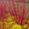 Red Osier Red Twig Dogwood (Cornus Sericea) - 1 Gallon Pot