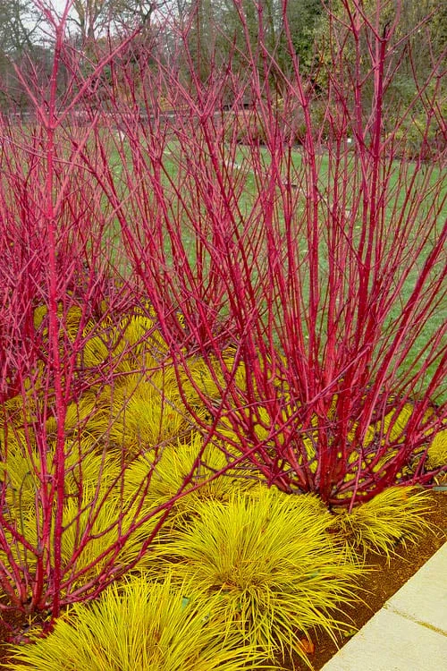 Red Osier Red Twig Dogwood (Cornus Sericea) - 1 Gallon Pot 3 Red Osier Red Twig Dogwood (Cornus Sericea) - 1 Gallon Pot