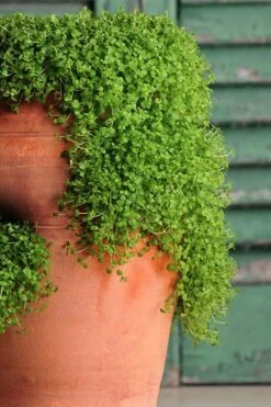 Corsican Mint (Mentha Requienii) - 5 Pack Of Pint Pots -Garden Outdoor Plant Store corsican mint 102