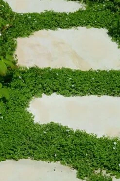 Corsican Mint (Mentha Requienii) - 5 Pack Of Pint Pots -Garden Outdoor Plant Store corsican mint 103