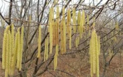 American Hazelnut (Filbert) - 3 Gallon Pot 15 American Hazelnut (Filbert) - 3 Gallon Pot -Garden Outdoor Plant Store corylus american american hazelnut fall leaves 10 1