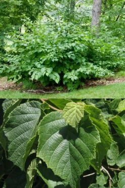 American Hazelnut (Filbert) - 3 Gallon Pot 14 American Hazelnut (Filbert) - 3 Gallon Pot -Garden Outdoor Plant Store corylus american american hazelnut fall leaves 13 1