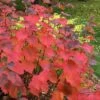 American Hazelnut (Filbert) - 3 Gallon Pot -Garden Outdoor Plant Store corylus american american hazelnut fall leaves 7 1