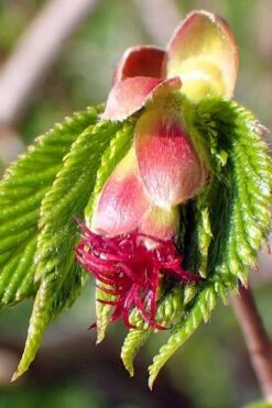 American Hazelnut (Filbert) - 3 Gallon Pot 16 American Hazelnut (Filbert) - 3 Gallon Pot -Garden Outdoor Plant Store corylus american american hazelnut fall leaves 8 1