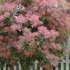Grace Pink Flowering Smoke Tree - 5 Gallon Pot -Garden Outdoor Plant Store cotinus coggygria grace smoke tree 11