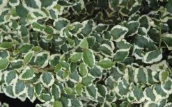 Variegated Creeping Fig - Ficus Pumila 'Variegata' - 6 Pack Of Pint Pots -Garden Outdoor Plant Store creeping fig ficus pumila variegata 50
