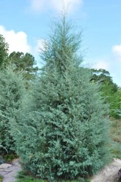 Carolina Sapphire Arizona Cypress - 7 Gallon Pot (3-4') -Garden Outdoor Plant Store cupressus arizonica arizona carolina sapphire cypress 1