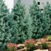 Carolina Sapphire Arizona Cypress - 7 Gallon Pot (3-4') 2 Carolina Sapphire Arizona Cypress - 7 Gallon Pot (3-4') -Garden Outdoor Plant Store cupressus arizonica arizona carolina sapphire cypress 101