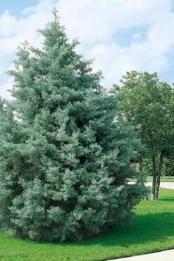 Carolina Sapphire Arizona Cypress - 7 Gallon Pot (3-4') -Garden Outdoor Plant Store cupressus arizonica arizona carolina sapphire cypress 102