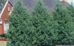 Carolina Sapphire Arizona Cypress - 7 Gallon Pot (3-4') -Garden Outdoor Plant Store cupressus arizonica arizona carolina sapphire cypress 103