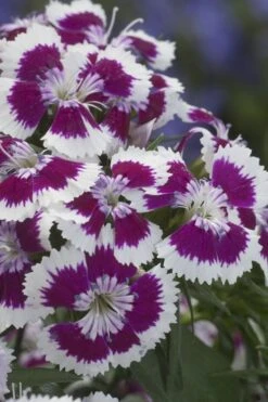 Barbarini 'Purple Picotee' Sweet William (Dianthus) - 5 Pack Of Quart Pots -Garden Outdoor Plant Store dianthus barbatus purple picotee sweet williams 1