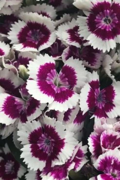 Barbarini 'Purple Picotee' Sweet William (Dianthus) - 5 Pack Of Quart Pots -Garden Outdoor Plant Store dianthus barbatus purple picotee sweet williams 2