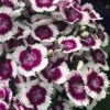 Barbarini 'Purple Picotee' Sweet William (Dianthus) - 5 Pack Of Quart Pots 2 Barbarini 'Purple Picotee' Sweet William (Dianthus) - 5 Pack Of Quart Pots -Garden Outdoor Plant Store dianthus barbatus purple picotee sweet williams 3