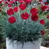 Cherry Pie Dianthus (Carnations) 1 Gallon Pot -Garden Outdoor Plant Store dianthus cherry pie 2 500x750 1