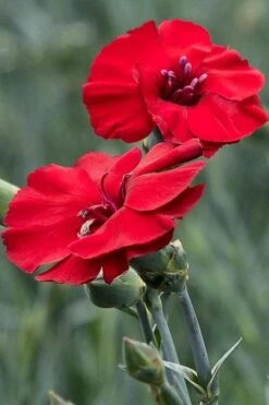 Cherry Pie Dianthus (Carnations) 1 Gallon Pot -Garden Outdoor Plant Store dianthus cherry pie 500x750 1