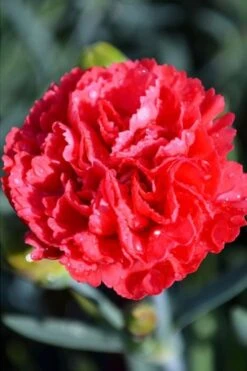 Early Bird Chili Dianthus (Carnations) 1 Gallon Pot 10 Early Bird Chili Dianthus (Carnations) 1 Gallon Pot -Garden Outdoor Plant Store dianthus early bird chili 1