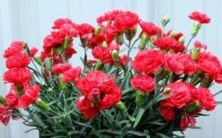 Early Bird Chili Dianthus (Carnations) 1 Gallon Pot 11 Early Bird Chili Dianthus (Carnations) 1 Gallon Pot -Garden Outdoor Plant Store dianthus early bird chili 2