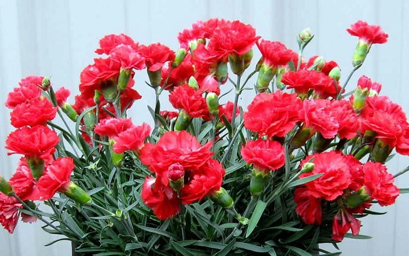 Early Bird Chili Dianthus (Carnations) 1 Gallon Pot 7 Early Bird Chili Dianthus (Carnations) 1 Gallon Pot - Image 5