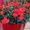 Early Bird Chili Dianthus (Carnations) 1 Gallon Pot -Garden Outdoor Plant Store dianthus early bird chili 4