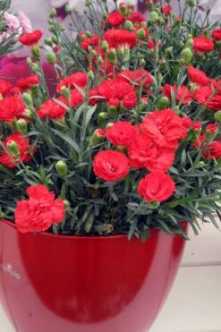 Early Bird Chili Dianthus (Carnations) 1 Gallon Pot