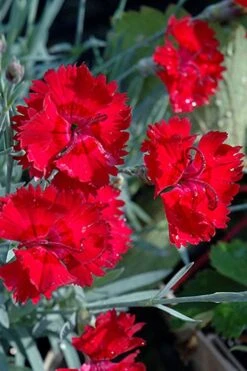 Fire Star Dianthus (Carnation) - 1 Gallon Pot -Garden Outdoor Plant Store dianthus fire star cottage pinks 101