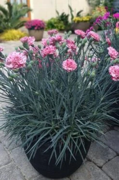 Pinball Wizard Dianthus - 6-Pack Of 1 Gallon Pots -Garden Outdoor Plant Store dianthus pinball wizard 10