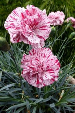 Pinball Wizard Dianthus - 6-Pack Of 1 Gallon Pots -Garden Outdoor Plant Store dianthus pinball wizard 4