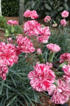 Pinball Wizard Dianthus - 6-Pack Of 1 Gallon Pots -Garden Outdoor Plant Store dianthus pinball wizard 5